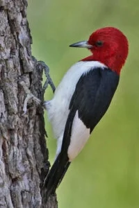 A woodpecker on a tree