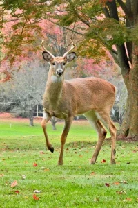 A deer in a park
