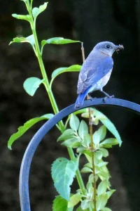 A blue bird standing on a branch