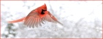 1st Place BIRDS Coldwell