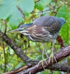 2nd Place BIRDS LePard, D.