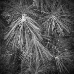 3rd Place PLANTS Sperber, M.