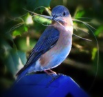 HM BIRDS Coldwell