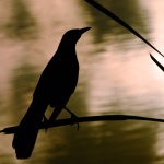 HM BIRDS Coldwell