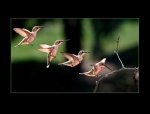 HM BIRDS Coldwell