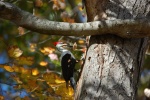 HM BIRDS Hopper, J.