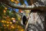 HM BIRDS Hopper, J.