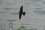 HM BIRDS Hopper, J.