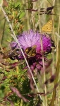 HM INVERTEBRATES Grumet