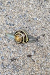 HM INVERTEBRATES McCormick