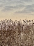 HM LANDSCAPES Mariani