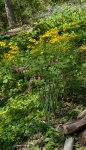 HM LANDSCAPES McCormick