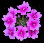 HM PLANTS Coldwell