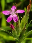 HM PLANTS Grumet