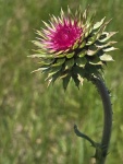 HM PLANTS Grumet