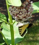 HM Invertebrates C. McCormick.jpg