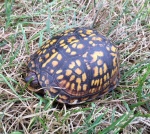 HM Vertebrates W. Hart.jpg